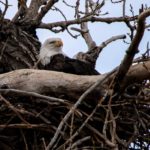 eagle's nest